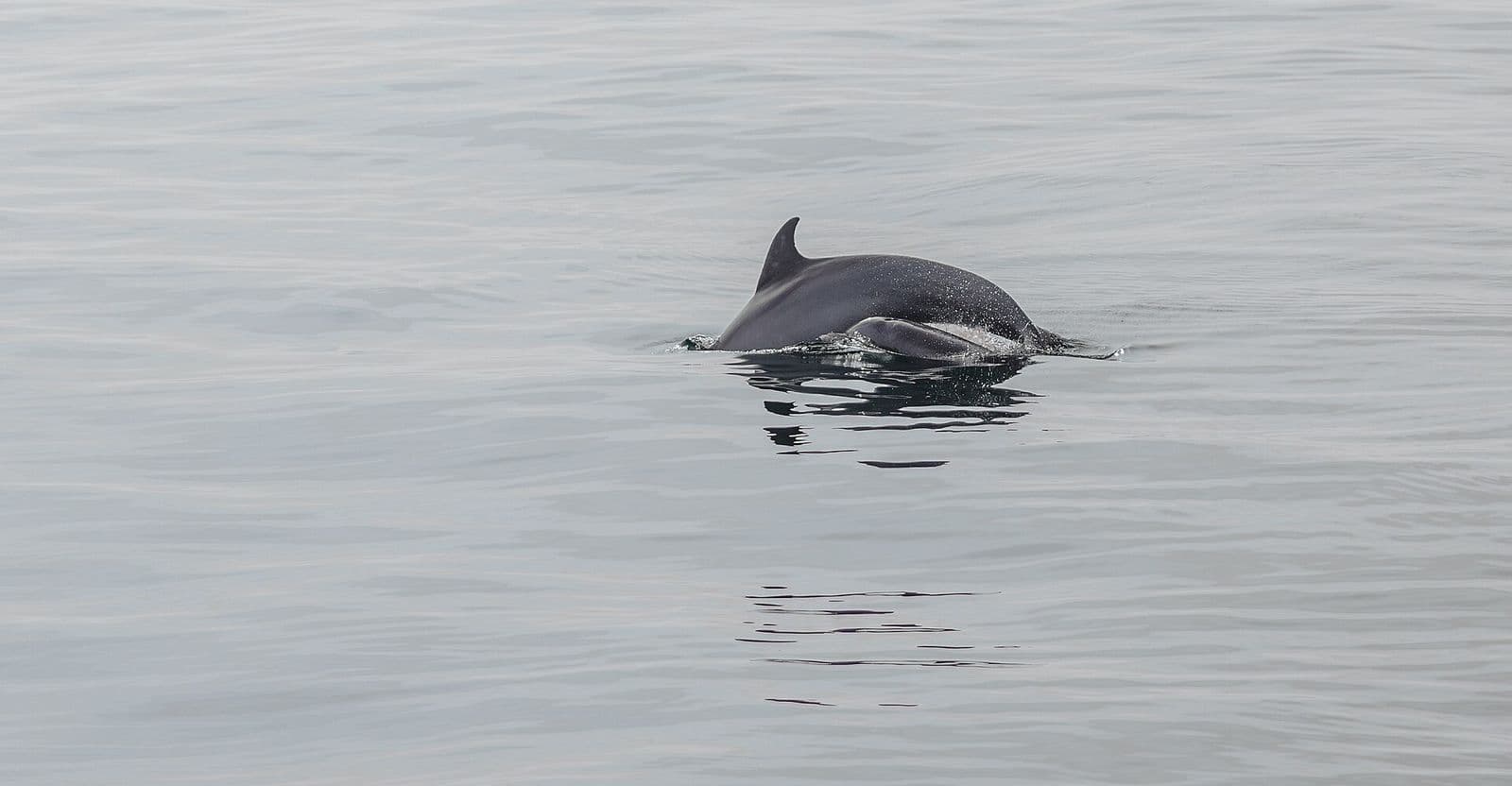 A bottlenose dolphin surfacing in the Gulf of Mexico
